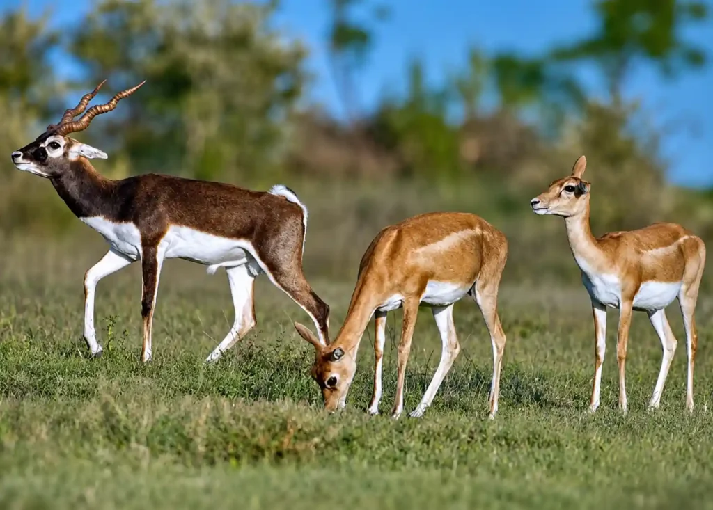 Odisha Eco Tourism | localdrive