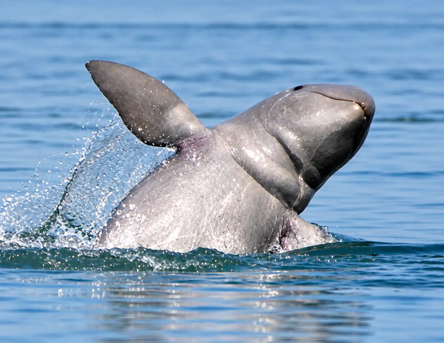 How Many Irrawaddy Dolphins Are There in Chilka Lake