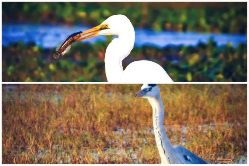 Migratory Birds | localdrive