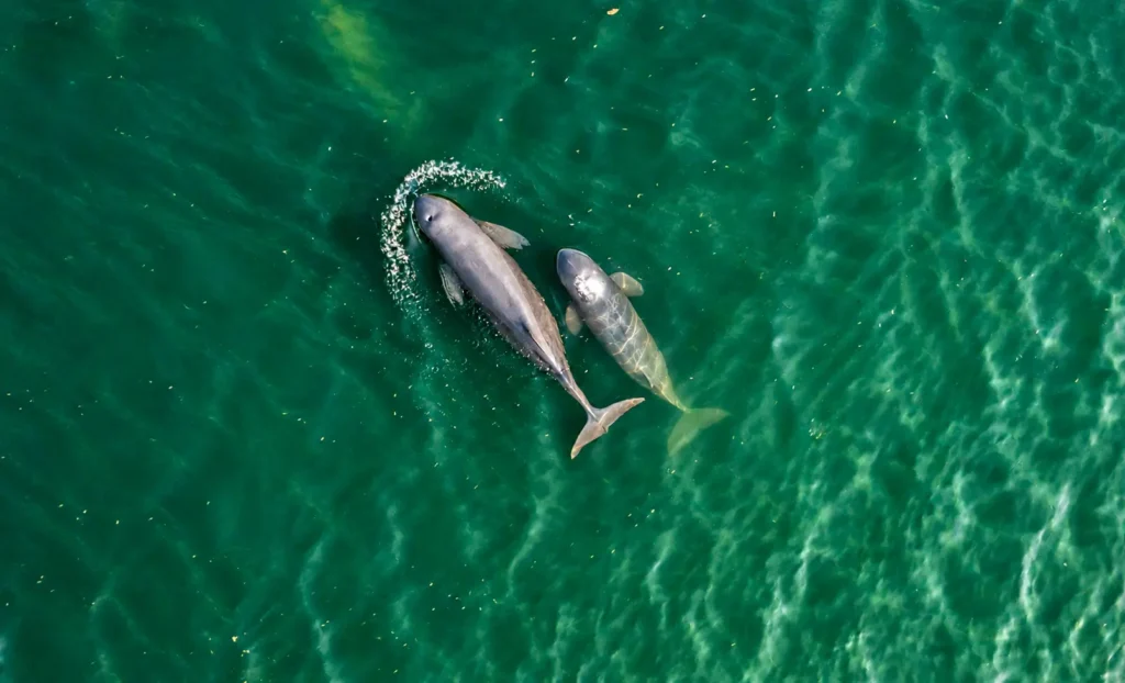 Chilika Lake Dolphins | localdrive