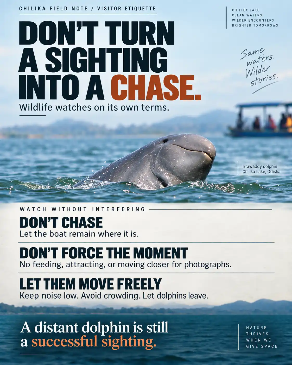 What Visitors Should Avoid During Dolphin Watching