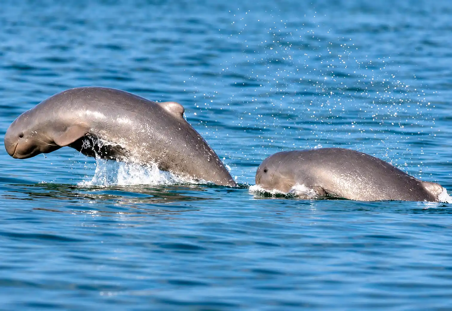 When Is the Best Time for Dolphin Watching on Chilka