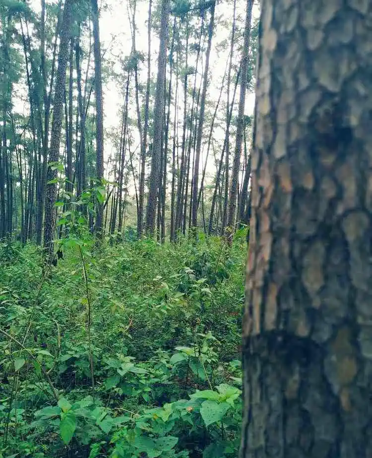 Daringibadi Odisha | localdrive