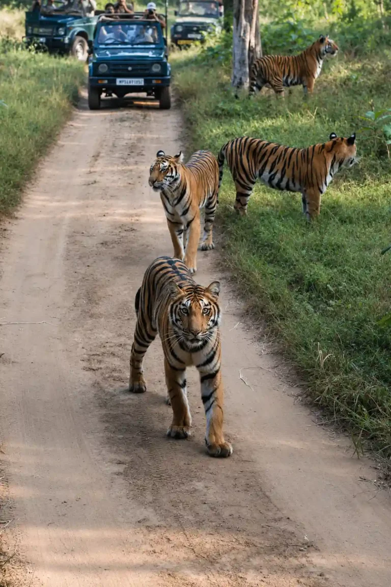 Satakosia Tiger Reserve | localdrive