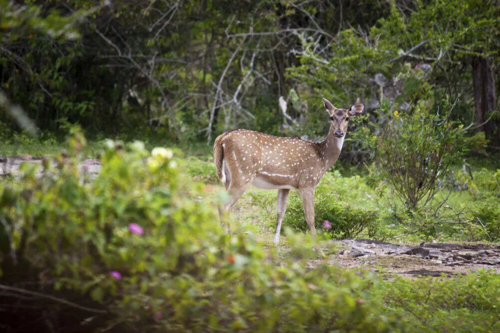 Debrigarh | localdrive