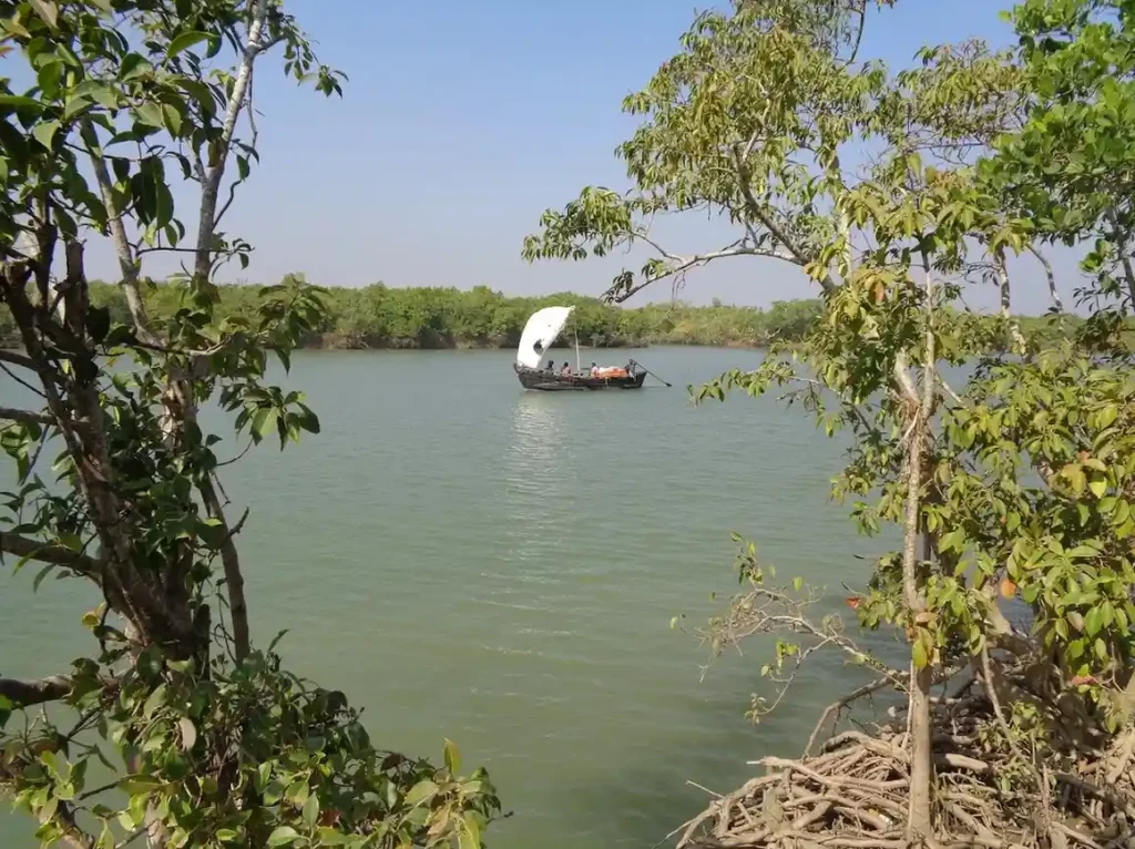 Mangrove Sanctuary | localdrive