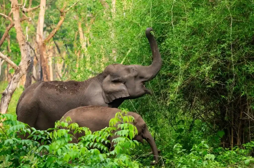 Untamed forest landscape of Chandaka Elephant Reserve in Odisha