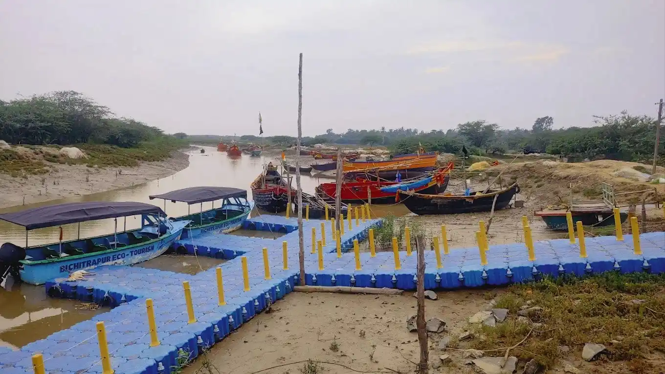 Mangrove-lined waterways at Bichitrapur Mangrove Sanctuary in Balasore, Odisha
