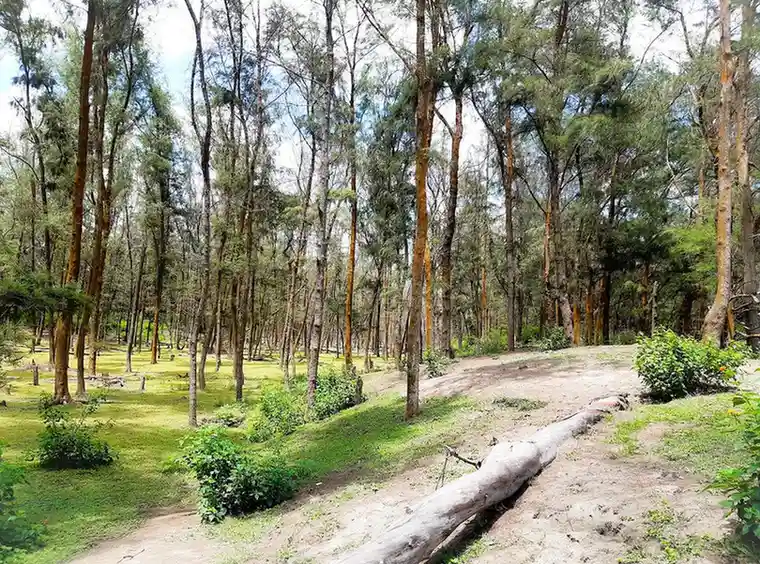 Mangrove Sanctuary | localdrive