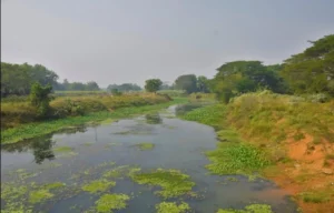Prachi River Odisha | localdrive