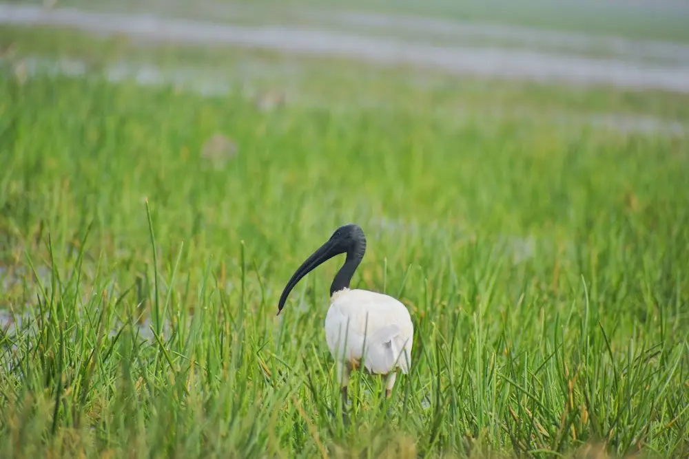 Chilika | localdrive