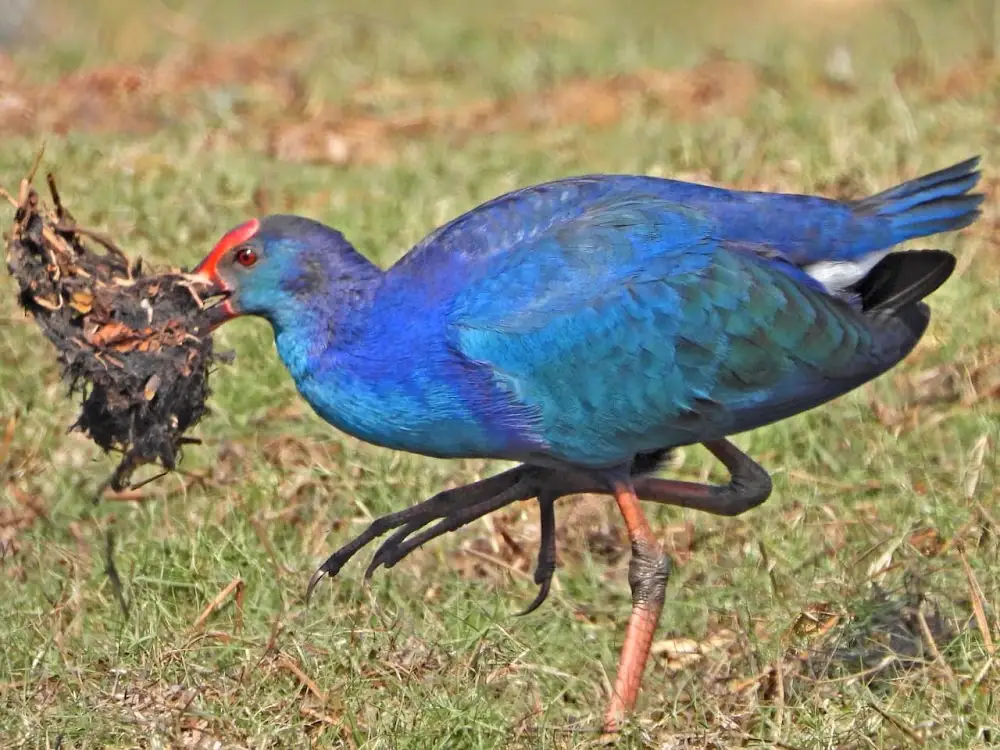 Mangalajodi | localdrive