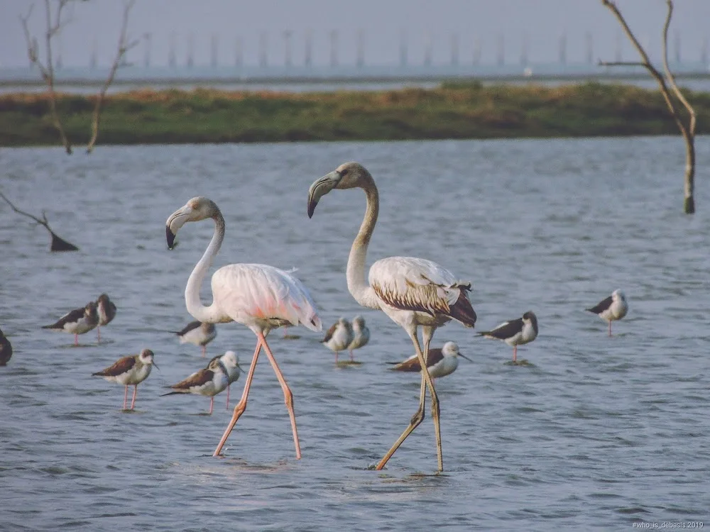Nalabana Bird Sanctuary | localdrive