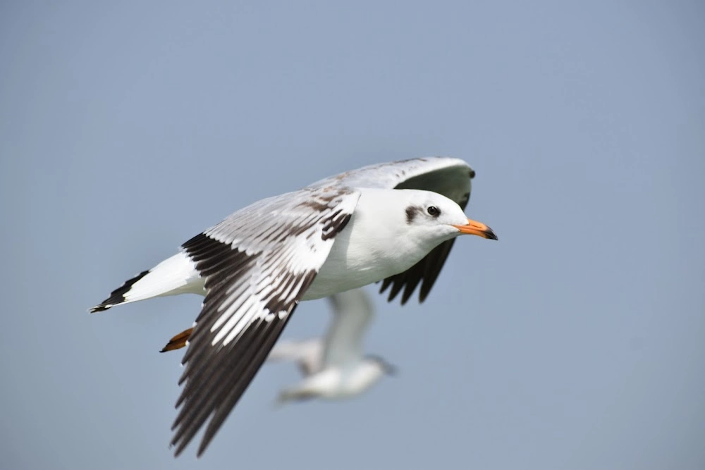 Nalabana Bird Sanctuary | localdrive
