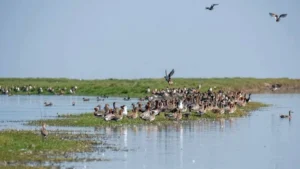 Nalabana Bird Sanctuary | localdrive