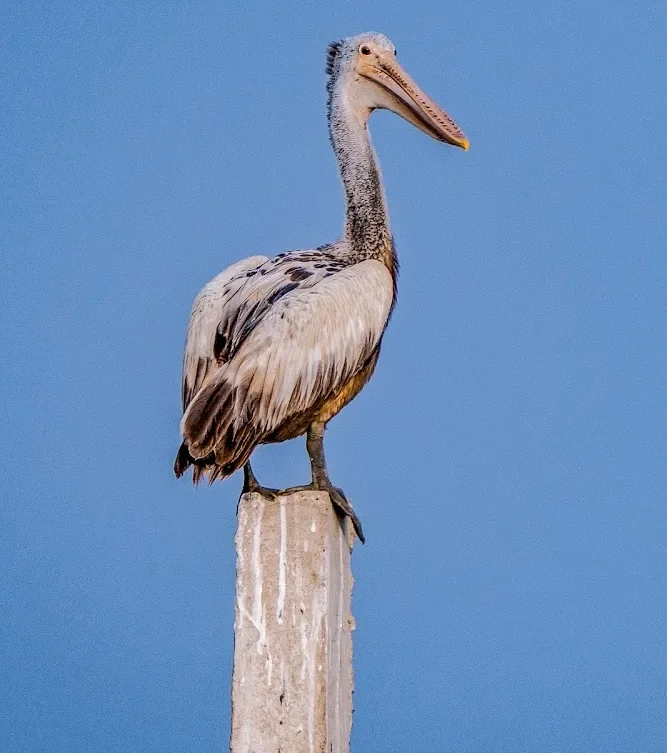Nalabana Bird Sanctuary | localdrive