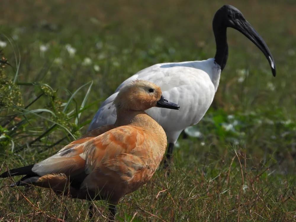 Mangalajodi | localdrive