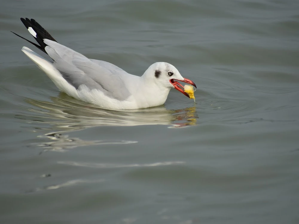 Nalabana Bird Sanctuary | localdrive