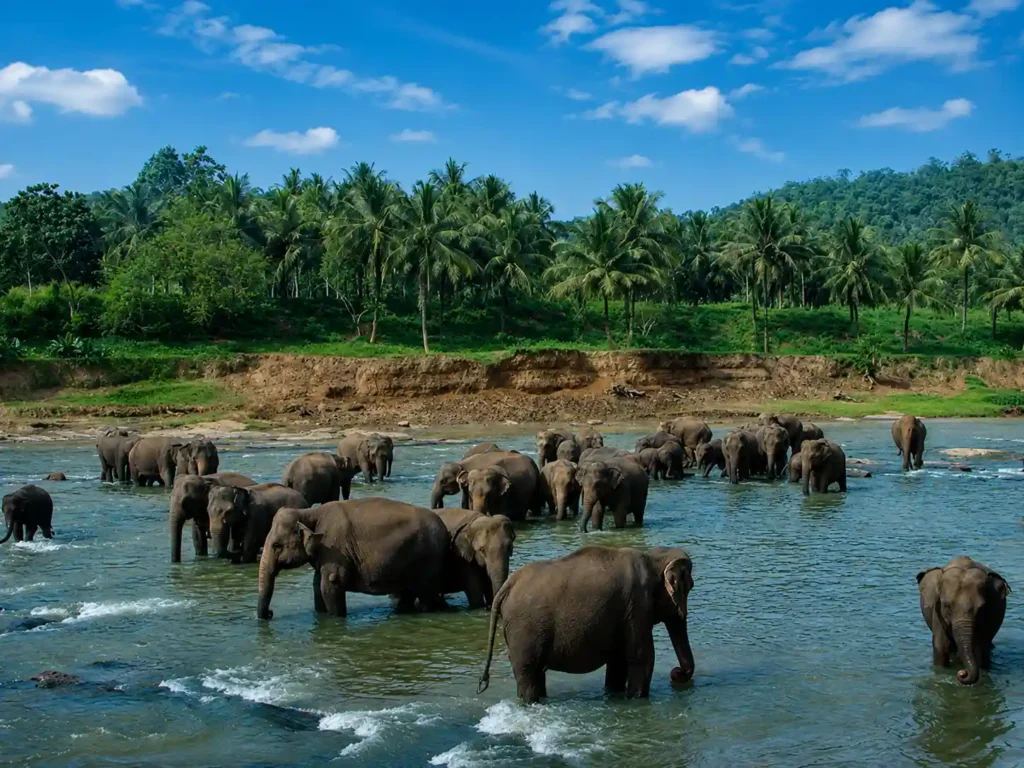 Kotgarh Wildlife Sanctuary | localdrive