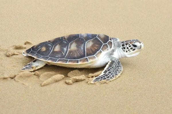 Gahirmatha Marine Sanctuary | localdrive