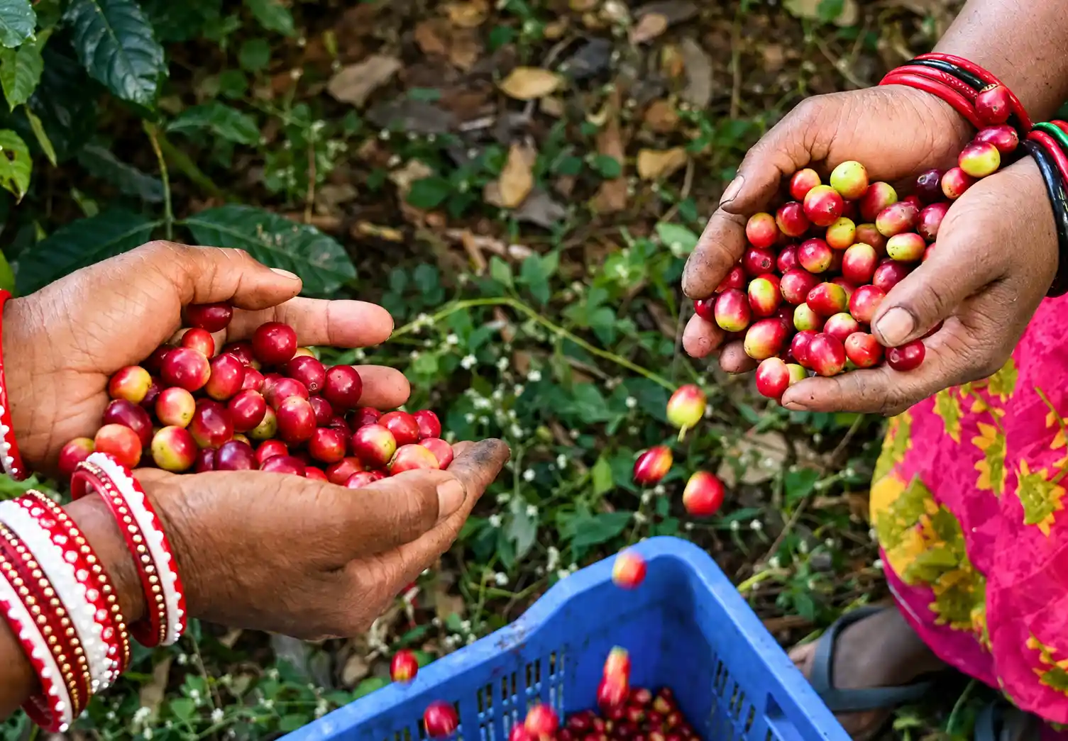 Before the Plantation: The Coffee Nursery