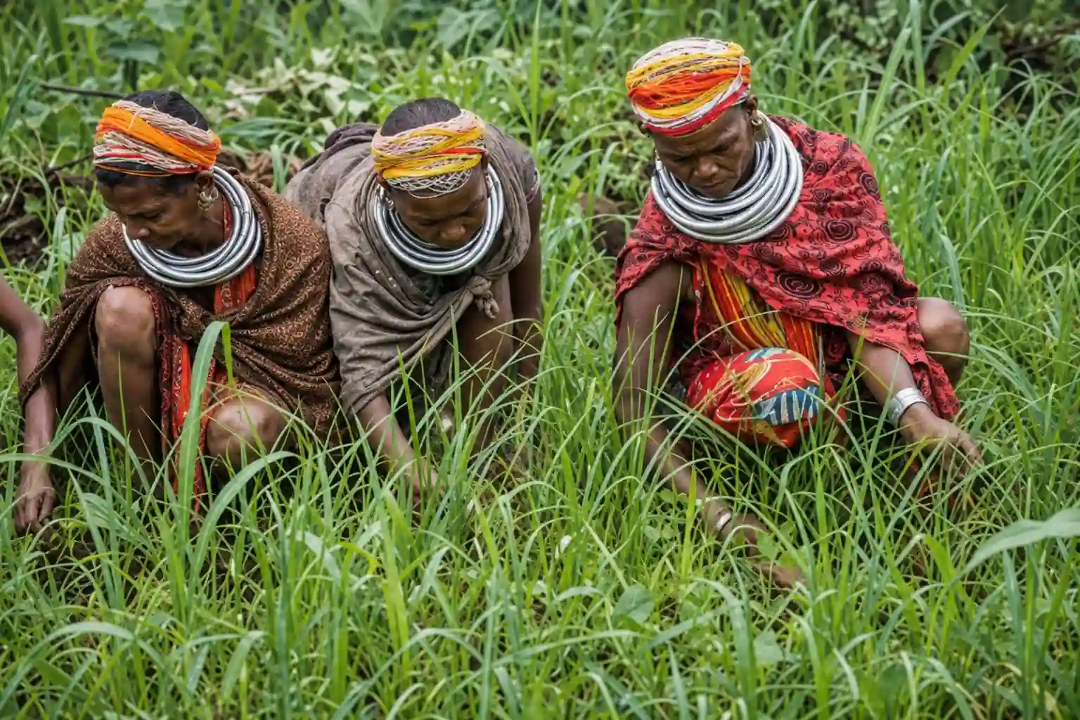 Farming Has Replaced Much of the Older Hunting Economy