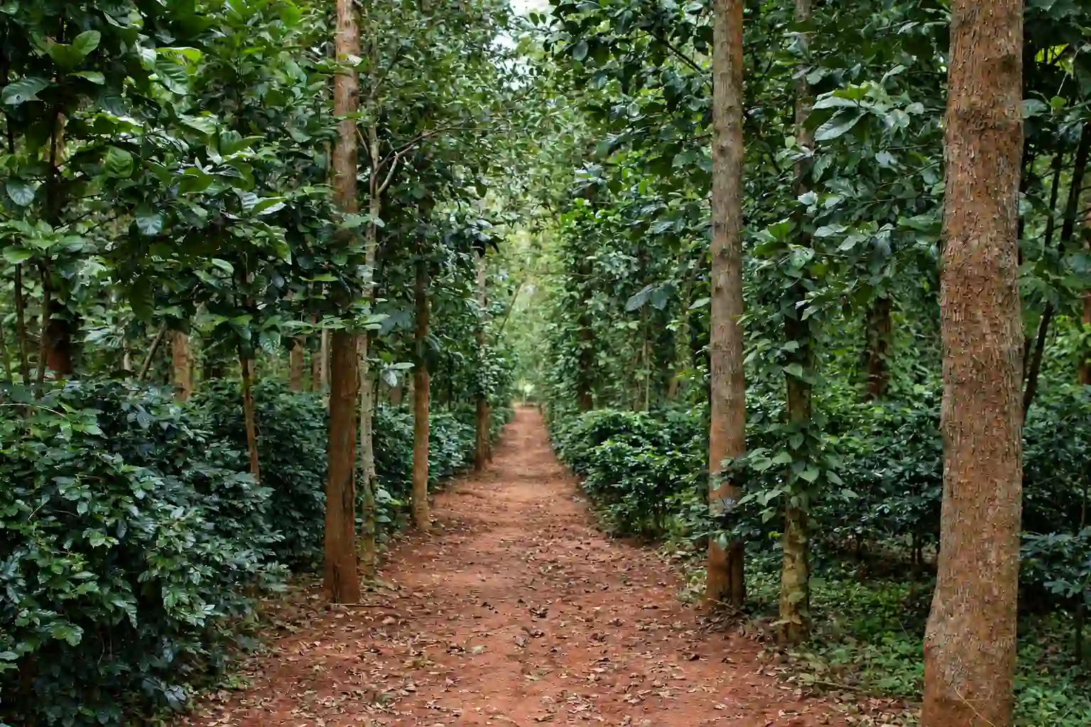 Where Koraput Coffee Is Grown