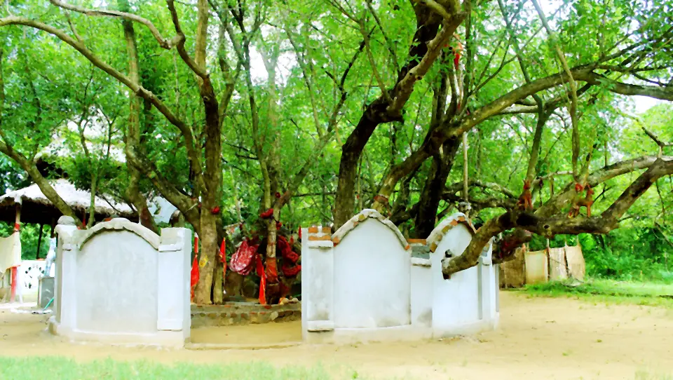 The sacred tree at Maa Bali Bhuasuni Temple in Cuttack, worshipped as the goddess